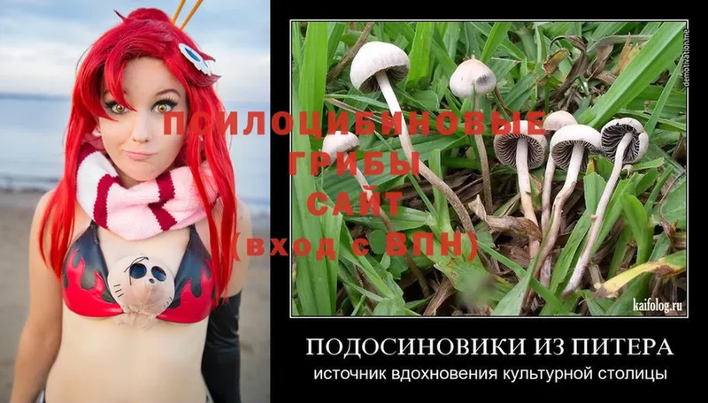 Псилоцибиновые грибы MAGIC MUSHROOMS  Балахна 